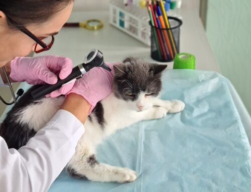 Bod op onderneming bepaalt waarde bij inbreng